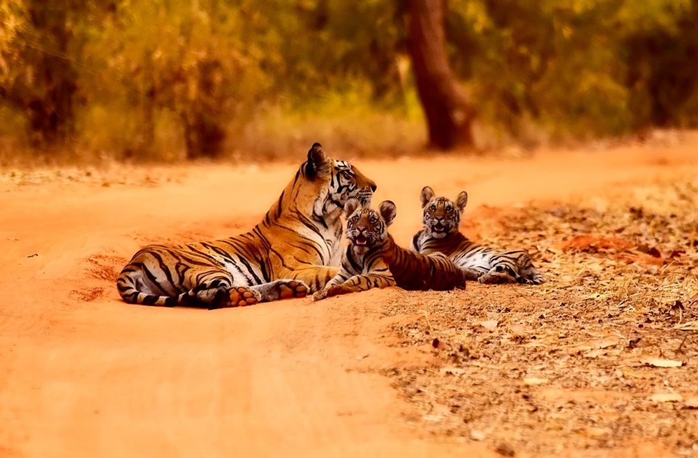 Paquete de Viaje a Safari En el Este De India